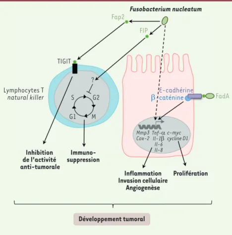 Figure 3. Implication de Fusobacterium nucleatum  dans la carcinogenèse colorectale. F