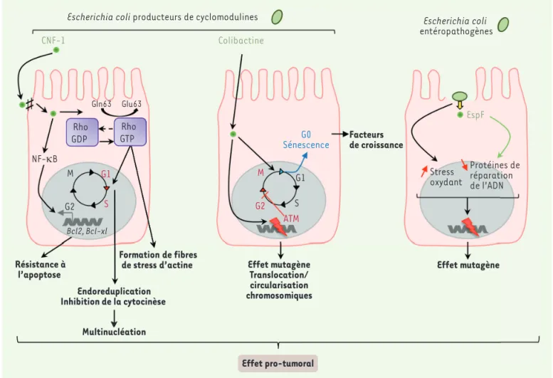 Figure 4. Implication d’Escherichia coli dans la carcinogenèse colorectale. Les E. coli producteurs de colibactine induisent des cassures double brin  de l’ADN pouvant être à l’origine d’importants remaniements chromosomiques, tels que des translocations e