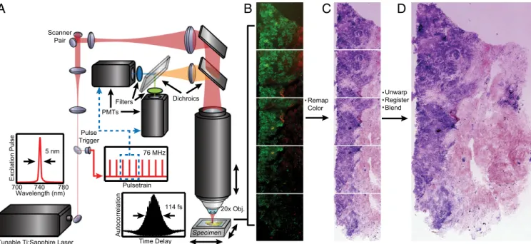 Fig. 1. Schematic of extended FOV nonlinear microscopy. (A) Dual detection channels collect TPF and SHG signals for nuclear and stromal contrast, re- re-spectively