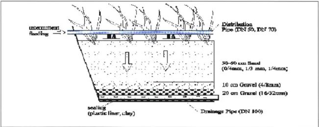 Figure 4.3:  Typical  Cross-Section  of Vertical  Flow  Constructed Wetland  (Figure Taken directly from Cooper,  1990).