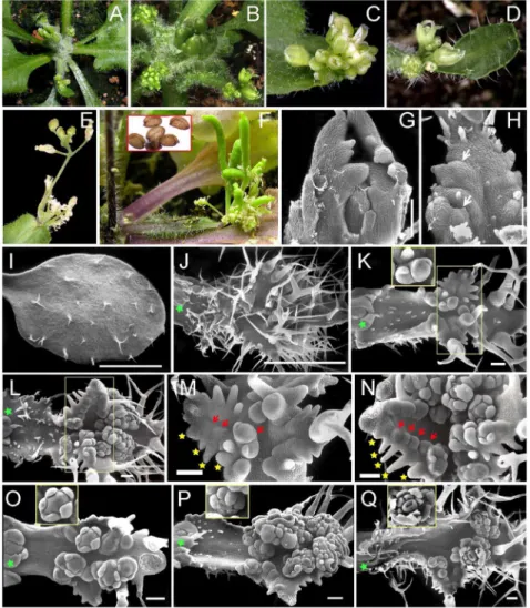 Figure 2. Characterization of ectopic flowers produced on the rosette leaves of p35S:UFO-VP16 Arabidopsis plants with a medium phenotype