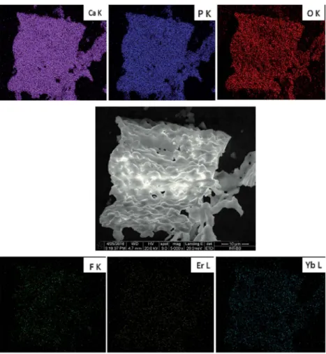 Fig. 6 SEM-EDS elemental maps of the Ca 10 (PO 4 ) 6 F 2 /Ca 3 (PO 4 ) 2 biphasic calcium phosphate co-doped with 1 mol% Er 3+ and 5 mol% Yb 3+