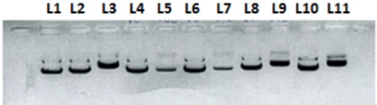 Fig. 3. Topoisomerase I relaxation assay with 1–8 and camptothecin (CPT) at 100 μM. C−