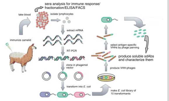 Figure 2.17.4 Schematic dra w ing of immunization, library construction, and panning.