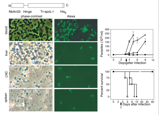 Figure 2.17.8 Single-domain antibodies as therapeutic reagents against infectious disease