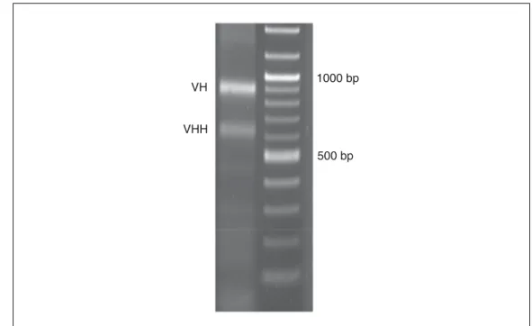 Figure 2.17.2 A DNA agarose gel after first PCR of library construction sho w ing V H and V HH band (left lane) and molecular ladder (right lane).