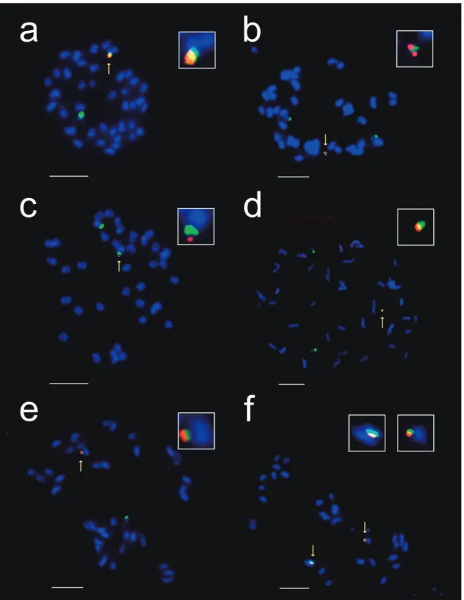 Figure  3.  FISH analysis of E1(mc), E2(mc) and E3(etl) T1 metaphasic chromosomes. Metaphasic chromosomes from pooled T1 root-tips were  spread on slides and hybridized with a mixture of the hpt probe (Texas red) and 18S rDNA probe (Alexa Fluor 488 Green)