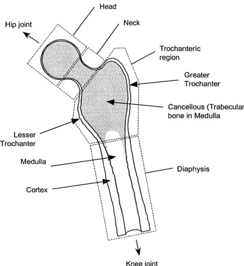 Figure 2.2:  Principal regions,  and  anatomical  landmarks  of the proximal  femur.