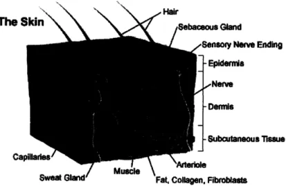 Figure 1.  Anatomy  of skin 7