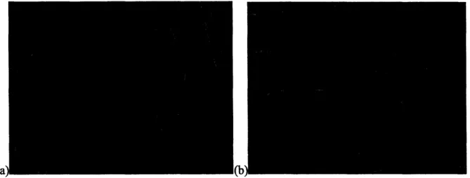 Figure 9.  (a) Confluent layer  of HMEC-1  cells in a PDMS network after  approximately  1 week of culturing (b) HMEC-1  cells after 2 weeks  of culturing;  reprinted with kind permission from Springer  Science  and Business  Media 2 1