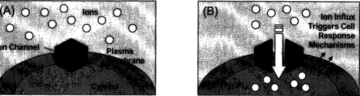 Figure  1: Ion channel effects on cellular signaling;  (A) prior to external stimuli, shown ions are outside of plasma membrane, and (B) external stimuli, such as unwanted drug side-effects,  can cause ion channels to open and allowing  ions into a cell, r