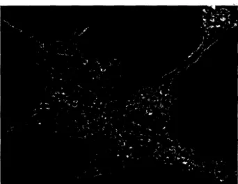 Figure  4: Rat cardiac myocytes loaded with sodium-selective  optical nanosensors When loading the nanosensors  extracellularly, the assays use  optode  membranes  to measure  extracellular ion  flux from whole  cells in standard 96- or 384-  well plates a