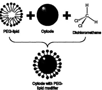 Figure 8: Simplified steps depicting PEG-lipid insertion into optode