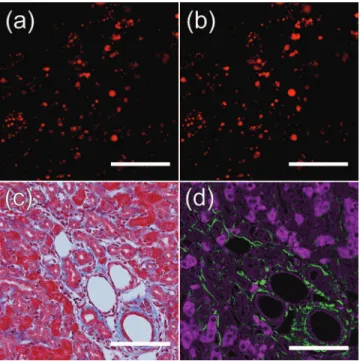 Figure 2 shows the comparisons between the histopathologically stained tissue images [Figs