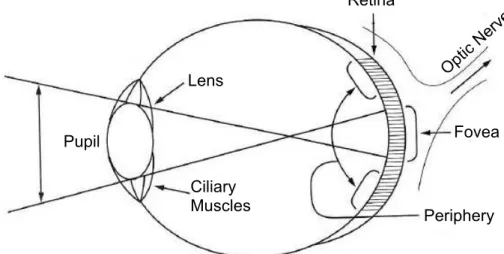 Figure 1: Schematic view of the eye (from [20]) 