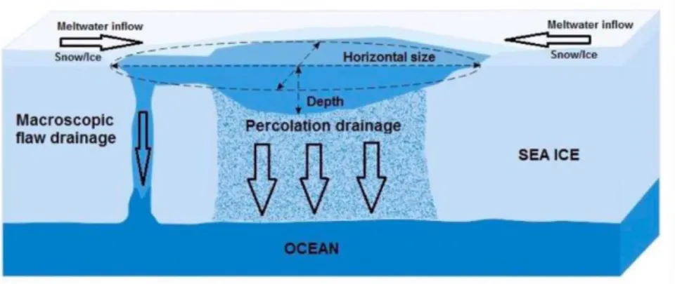 Figure 0-8: Illustration of how melt ponds on the surface percolate through the ice to create a  boundary layer of fresh water [49] 