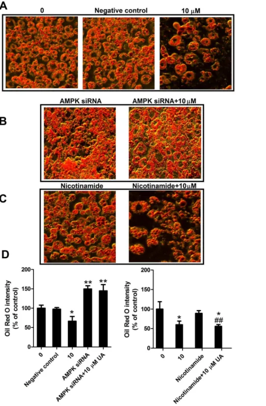Figure 5. Effect of AMPK siRNA or Sirt1 inhibitor on lipid accumulation in 3T3-L1 adipocytes