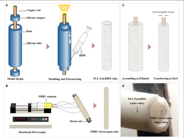 FIGURE 1 | Manufacturing route of the polymeric bilayer tubes (A) Developed molding system to manufacture PCL PolyHIPE tubes, (B) electrospinning setup for manufacturing of PHBV electrospun tubes, (C) assembling PCL PolyHIPE and PHBV electrospun tubes to c