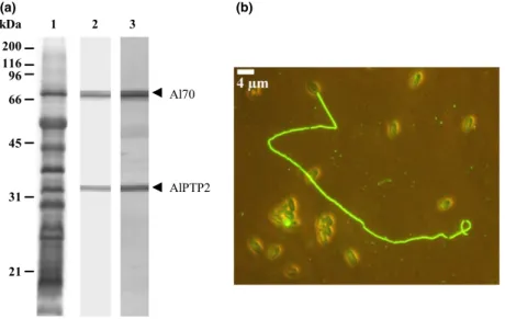 Fig. 1. Immunolabelling with antibodies against the 70-kDa band. (a) In Western blots, a similar labelling of two bands, one at 35 kDa (AlPTP2) and one at 70 kDa (Al70), was observed with mouse antibodies raised against AlPTP2 (lane 2) and the 70-kDa band 