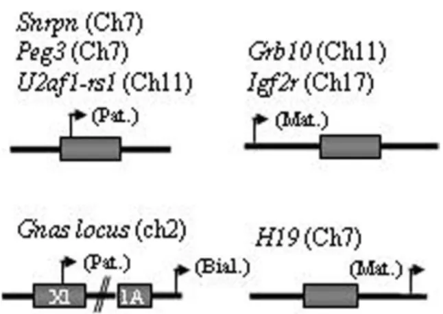 Figure 1. Schematic representation of the eight germline DMRs/ICRs ana- ana-lyzed. Each analyzed region is called by the name of the main coding gene it controls, and their respective chromosomes are indicated