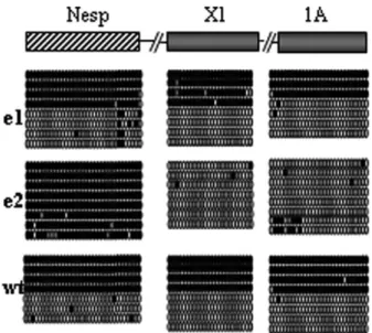 Figure 2. DNA methylation patterns at the Gnas locus in Dnmt3L m2/2 9.5 d.p.c. embryos