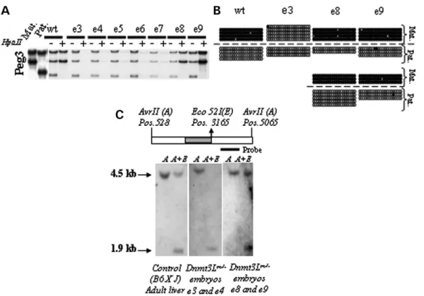 Figure 3. DMR methylation features at the Peg3 locus in Dnmt3L m2/2 embryos. (A and B) Allelic methylation patterns of Peg3 DMR in Dnmt3L m2/2 embryos.