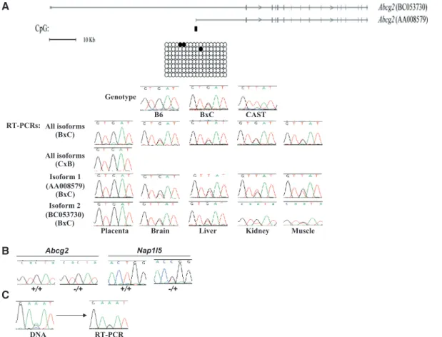 Figure 2. (A) A schematic map of the Abcg2 gene, with the location of the alternative promoter regions