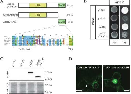 Fig. 7.  AtTIK is a new putative KASH-domain protein. (A) Schematic representation of AtTIK and the deletion constructs AtTIK-∆KASH and AtTIK-KASH