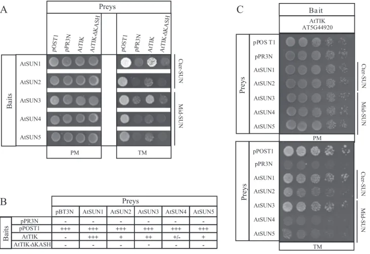 Fig. 9.  AtTIK plays a role in root development. (A) Schematic representation of AtTIK showing the position of the T-DNA insertion Salk_205745 (tik-1)  used in this work (arrowhead)