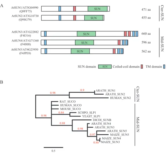 Fig. 1.  Cter-SUN and mid-SUN protein lineages are distinct subfamilies. (A) Comparative protein organization of the Cter-SUN and mid-SUN protein  subfamilies (lineages indicated at the right)