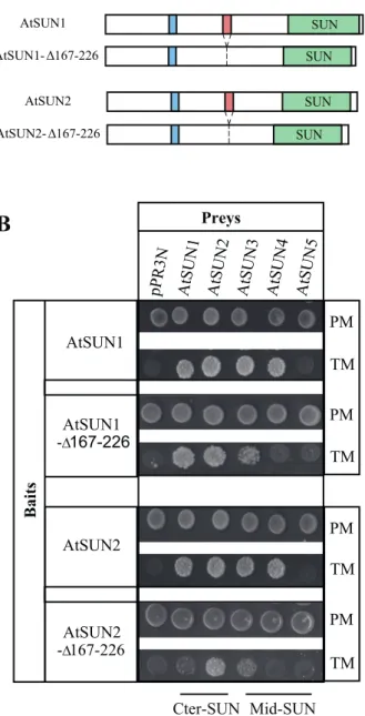 Fig. 4.  The CC domain is essential for interaction between SUN-family  members. (A) Schematic representation of the deletion derivatives  AtSUN1-∆167-226 and AtSUN2-∆167-226 in comparison to full length  AtSUN1 and AtSUN2