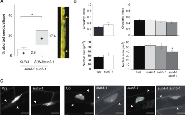 Fig. 5.  Functional significance of the mid-SUN subfamily. (A) Percentage of aborted seeds per silique in different mid-SUN mutants