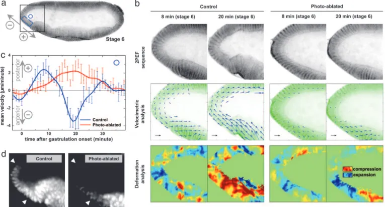 Fig. 5. Middorsal ablation modulates morphogenetic movements at the anterior pole, which are correlated with Twist expression