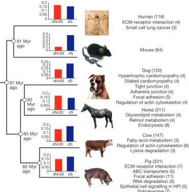 Figure 1 | Phylogeny of the six mammals used in the dN/dS analysis. KEGG pathways with genes that show accelerated evolution for each of the six mammals used in the dN/dS analysis