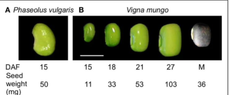 FIGURE 1 | Seed developmental stages used for transcript and free amino acid profiling