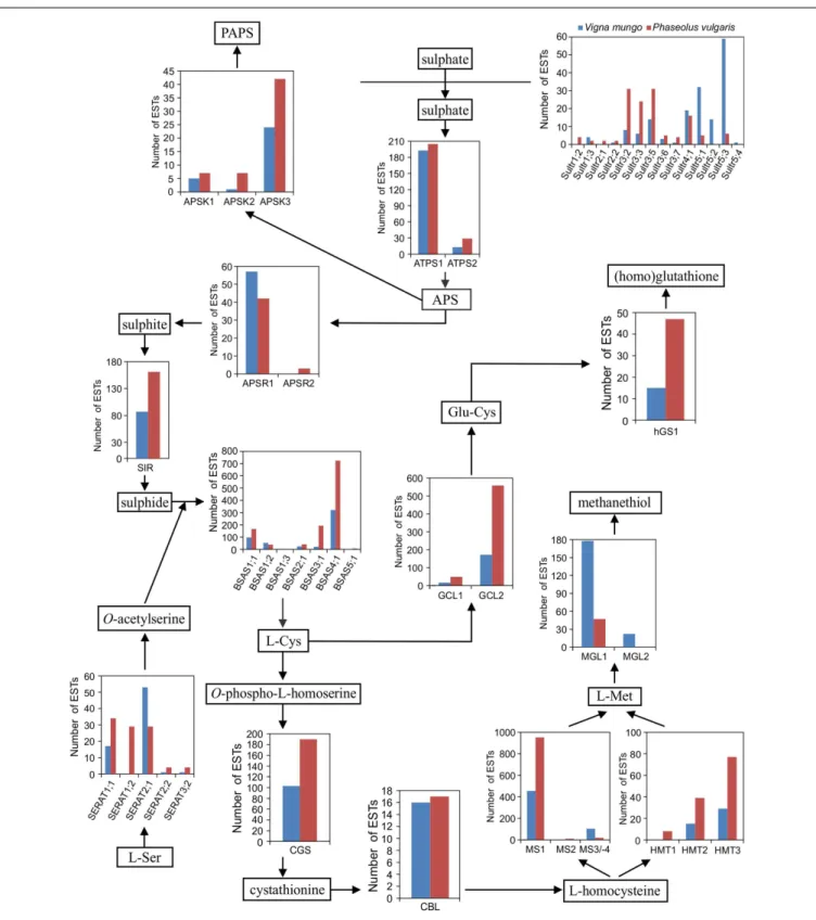 FIGURE 4 | Expression of sulfate transporter and sulfur metabolic genes in developing seed of P