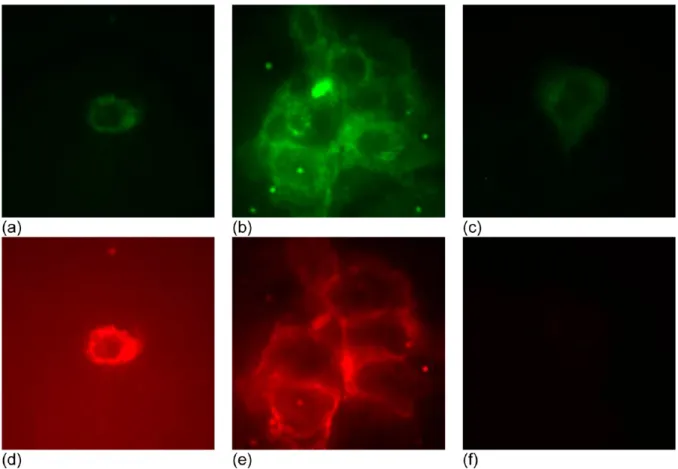 Figure 6 shows in vitro imaging BxPC3 pancreatic cancer cells with 2A3 bio-conjugated CuInS 2 /ZnS NCs and non  bio-conjugated CuInS 2 /ZnS NCs