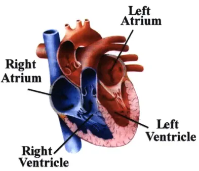 Figure I-1. Physiology  of the heart. The heart has four  chambers:  the left and right atria, and left and right ventricles