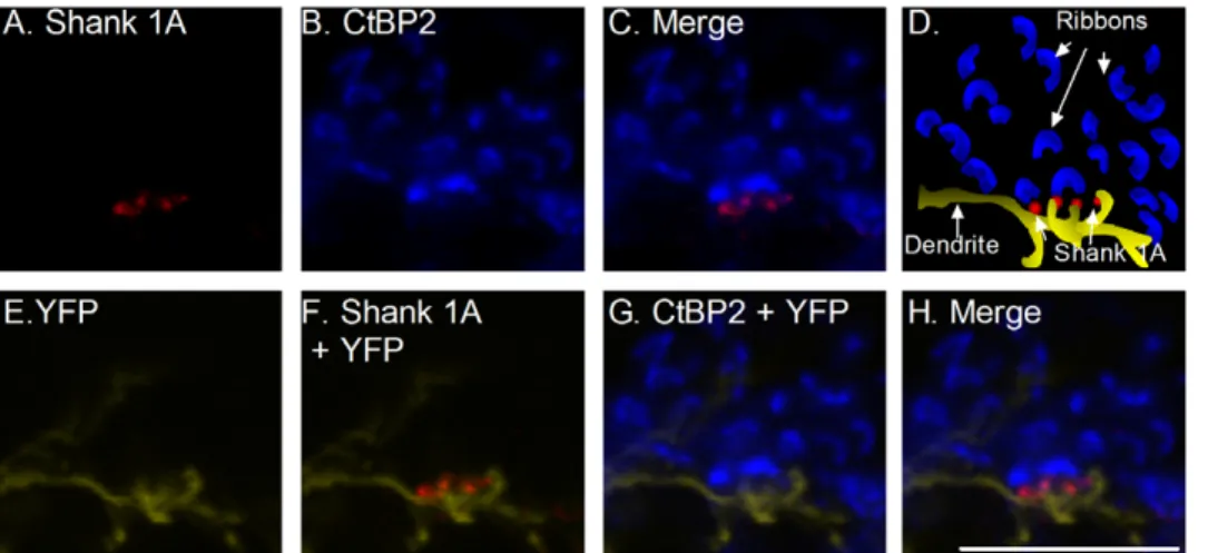 Figure 4. Shank 1A immunoreactivity is not associated with the synaptic ribbon protein