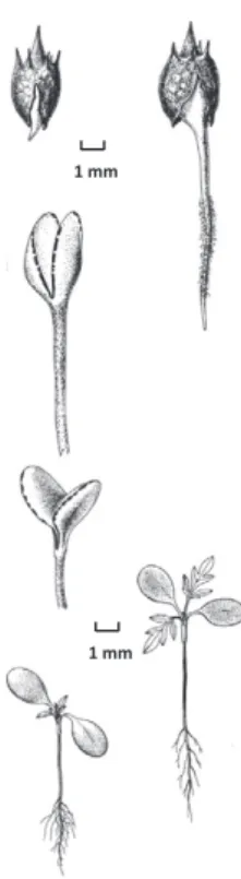 Fig. 7. Germination and seedling development of Ambrosia artemisii- artemisii-folia. Drawings by Krisztina B ı r o © .