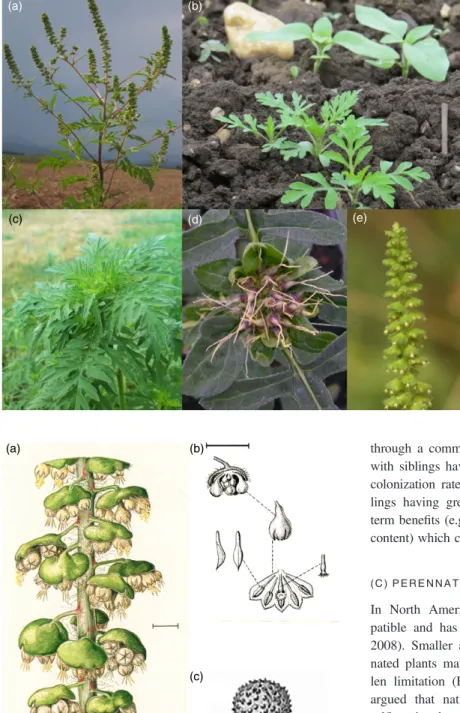 Fig. 4. Appearance of Ambrosia artemisiifolia: (a) whole plant; (b) seedlings, together with seedlings of sun ﬂ ower (Helianthus annuus); (c) juvenile plant; (d) female syn ﬂ orescence; and (e) male racemes.