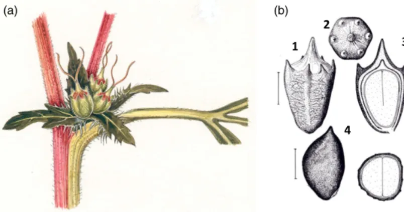 Fig. 6. Female capitula of Ambrosia artemisiifolia: (a) racemes with achenes; (b) 1, one-seeded syconium viewed from the side; 2, syconium viewed from above; 3, syconium in longitudinal section; 4, achene;