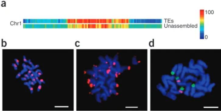 Figure 1  Distribution of unassembled reads on chromosome 1 and FISH  patterns of probes from three repeat units related to the centromere,  telomere and 45S rDNA clusters