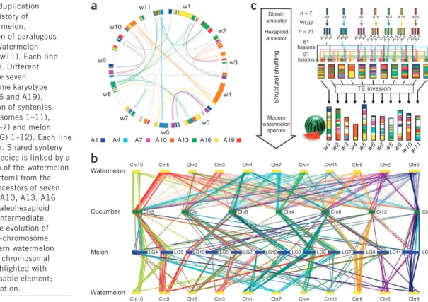 Figure 2  Genome synteny, duplication   patterns and evolutionary history of  watermelon, cucumber and melon
