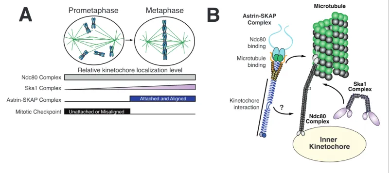 Figure 6. Model of Astrin-SKAP kinetochore attachment. (A) Schematic of kinetochore localization in prophase and metaphase for a selection of outer kinetochore components