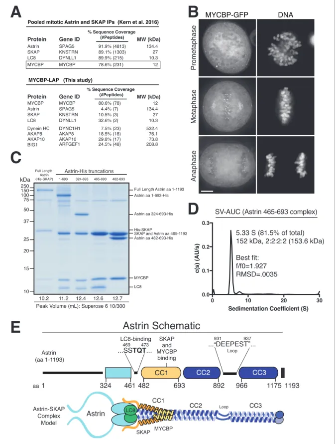 Figure 1. Reconstitution of a 4-subunit Astrin-SKAP complex. (A) Top: Pooled mass spectrometry data from Astrin and SKAP IPs (Kern et al., 2016) identifies MYCBP