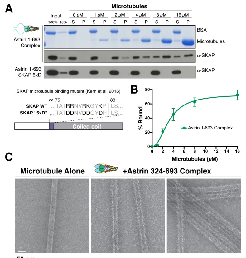 Figure 2. The Astrin-SKAP complex binds to microtubules through its SKAP microtubule-binding domain