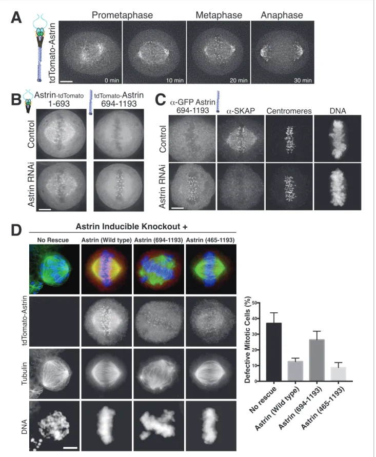Figure 3. The Astrin-SKAP complex docks at kinetochores using two distinct domains. (A) Time lapse images showing localization of tdTomato-Astrin, introduced with the BacMam system into HeLa cells, during a mitotic time course (see Figure 3—video 1)