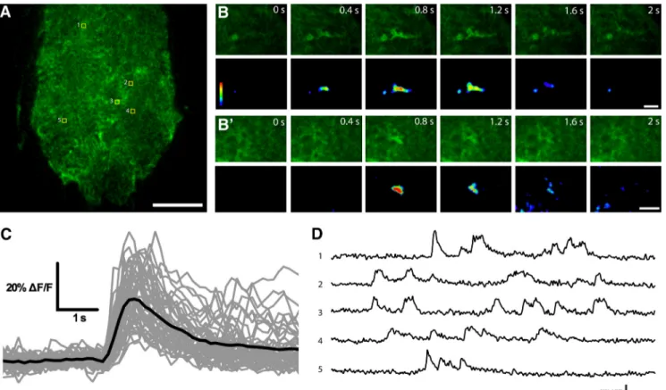 Figure 1. Near-membrane Ca 2⫹ activity in Drosophila astrocytes. A, Single confocal plane of larvae VNC showing the astrocyte- astrocyte-specific expression of myrGCaMP6s under the control of Alrm-Gal4