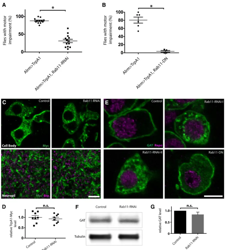 Figure 3. Suppression of Rab11 function ameliorates astrocyte Ca 2⫹ influx-induced behavioral defects and impairs GAT trafficking.